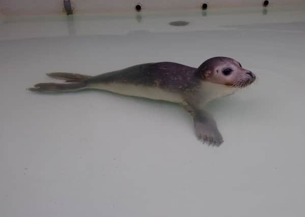 The seal stranded on Bexhill beach is being cared for at RSPCA Mallydam's Wood wildlife centre. Photo courtesy of the RSPCA