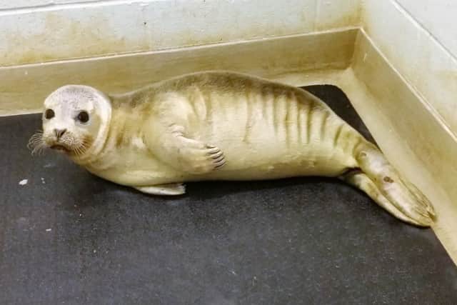 The seal at Mallydams Wood wildlife centre after being rescued from Bexhill beach. Photo by Carole Green SUS-171201-141910001