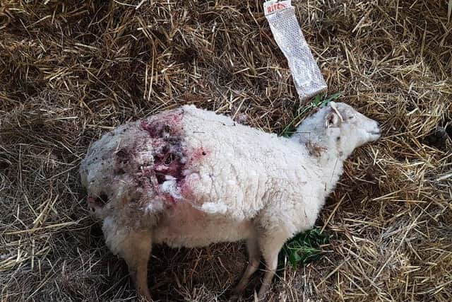 The trust say 10 sheep died as a result of the attacks
