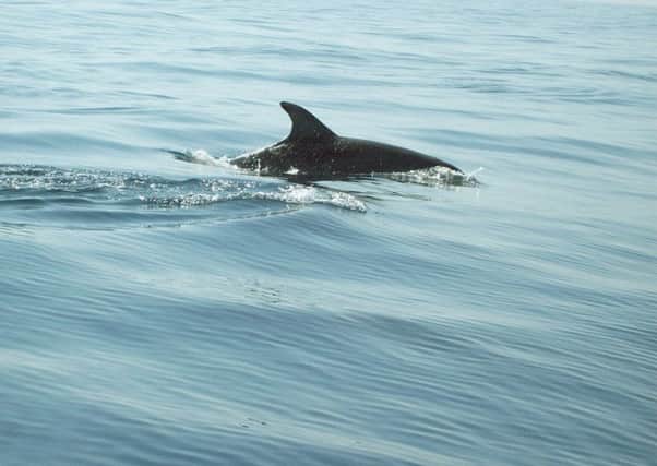 Dolphin stock image