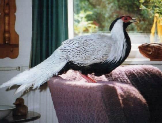 Brook the pheasant at the home of Dockie and Peter Dean