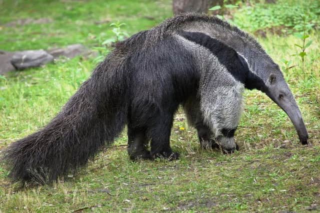 Drusilla's will be introducing anteaters for the first time (Photo by Vladimir Wrangel) SUS-170123-152336001