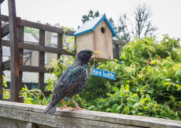 Join the RSPB's annual Big Garden Birdwatch PPP-160119-120921001
