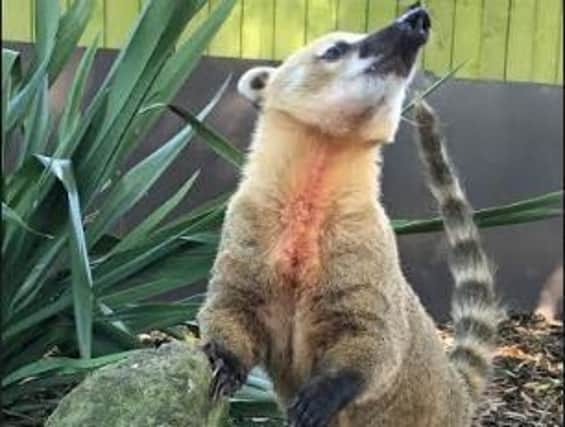 Fond of his food: Rio, the ring-tailed coati