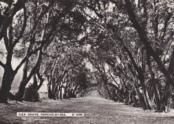 This postcard of the Ferring end of the ilex avenue planted around 1840 by David Lyon of Goring Hall was published by the prolific Hastings-based firm of Shoesmith & Etheridge under its Norman trade-mark in the late 1950s or early 1960s.