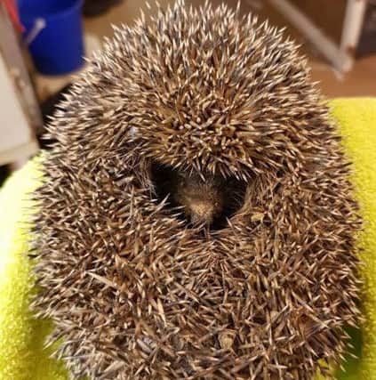 The hedgehog is expected to make a full recovery. Picture contributed. H-8oDHs4nJDFAbFasUX4