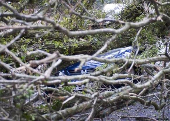 A tree crushed a car in Hastings. Photo: Frank Copper