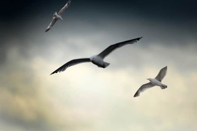 Concerns over gulls