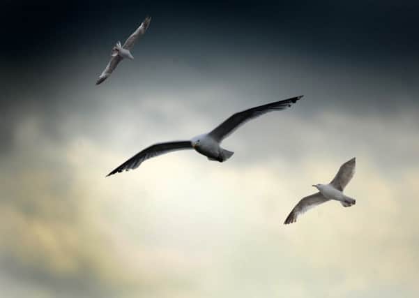 Concerns over gulls