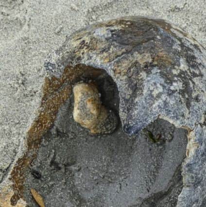 It has been speculated the skull could be an old shipwrecked sailor.  Picture from MERCURY PRESS AND MEDIA LTD