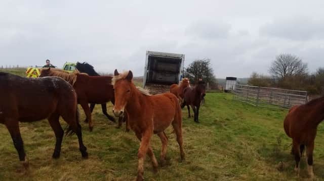 Ponies have been introduced to Brighton and Hove grasslands SUS-170802-143004001
