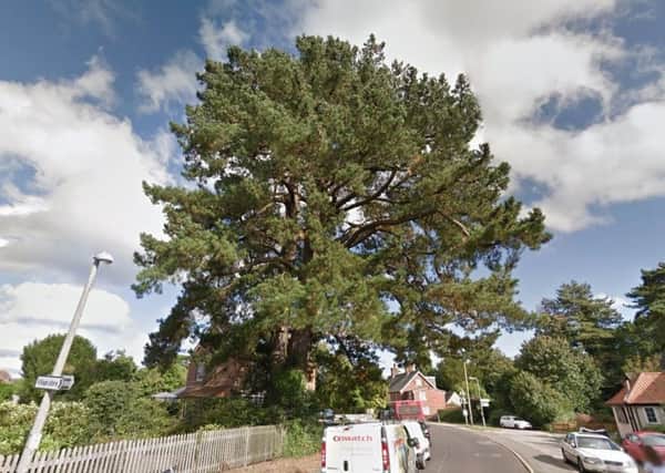 A neighbour wants to fell the tree on Station Road, Hurst Green, but planning officers disagree. Photo: Google SUS-170802-173018001