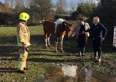 The horse was found in a field near Rustington. Picture by WSFRS