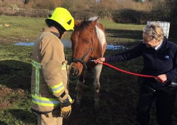 The horse was found in a field near Rustington. Picture by WSFRS