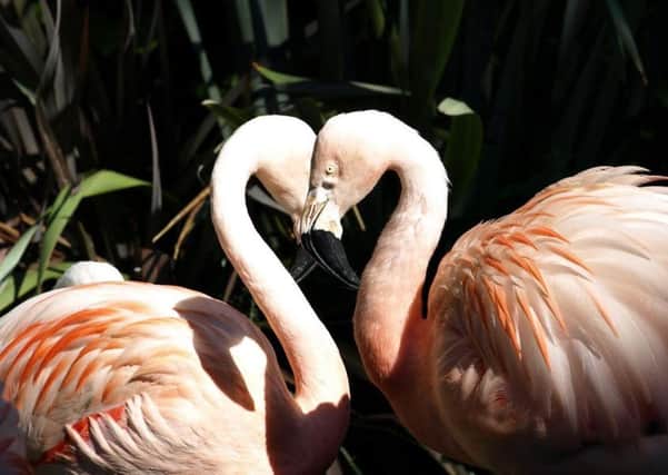 Chilean flamingos Gabriela and Maurice SUS-170902-165021001