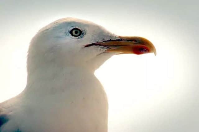 Parliament debated whether seagulls should be culled for public safety