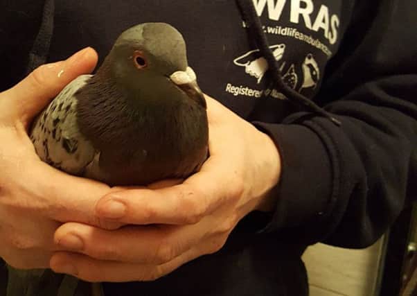 Uckfield Leisure centre pigeon rescue SUS-170215-100308001