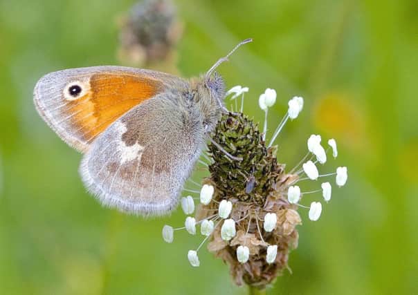 Small Heath. Photo: John Murray, Butterfly Conservation