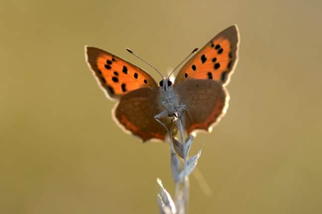 Small Copper. Photo: Nick Edge, Butterfly Conservation