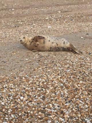 Seals on Selsey beach