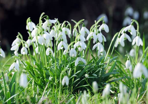 Signs of spring - snowdrops have started to appear