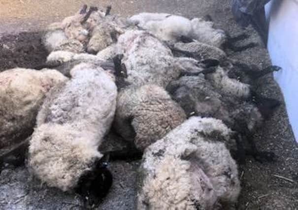 The 18 dead ewes after being worried near Boreham Bridge. Photo courtesy of Sussex Police SUS-170217-160756001