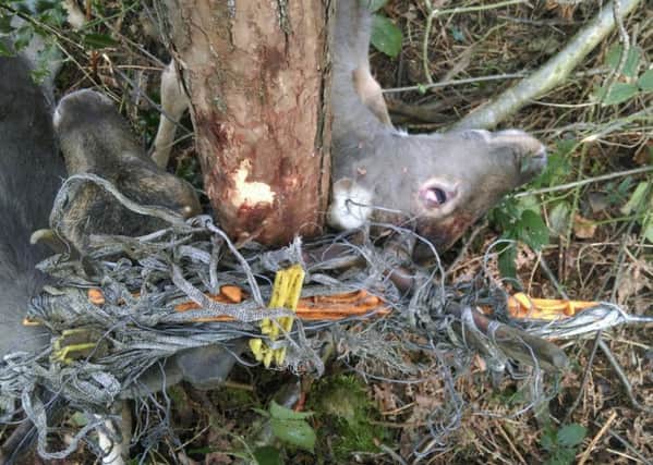 Stags caught in electric fencing in Leechpool and Owlbeech Woods. Photo by Paul Aylett