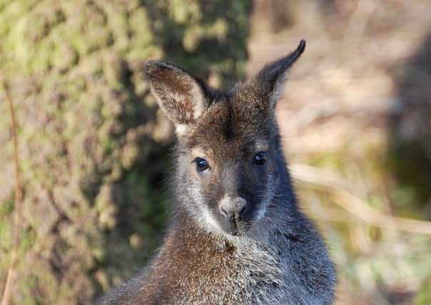 A wallaby at Tilgate Nature Centre SUS-160203-161627001