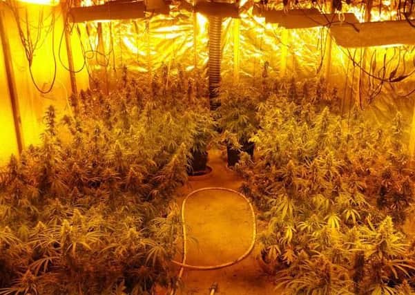 Cannabis plants seized by police. Pic by Sussex Police