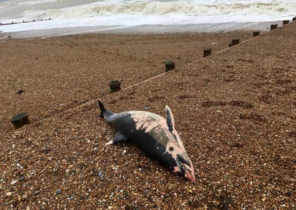 The dolphin was found on Worthing beach early this morning. Picture: Keith Knight