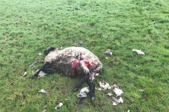 Several sheep have died after a dog attack SUS-170228-112825001