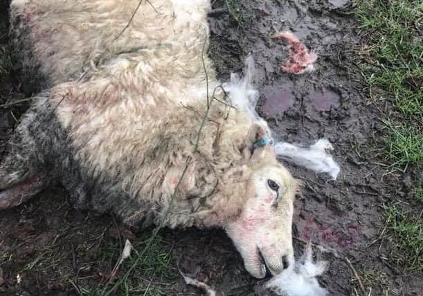 Several sheep were violently killed SUS-170228-113330001