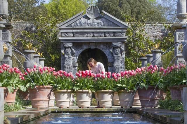 The Tulip Garden Picture: Brighton Pictures