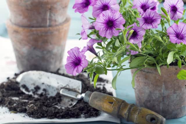 Vintage garden tools and purple flowers in terracotta flower pots - concept for gardening SUS-170303-140427001