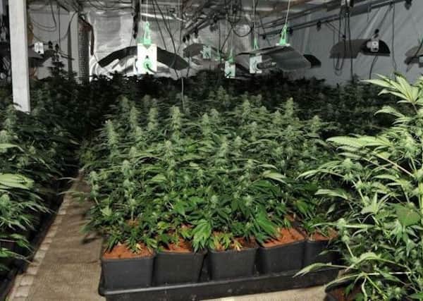 Cannabis factory in North Chailey SUS-170303-150729001