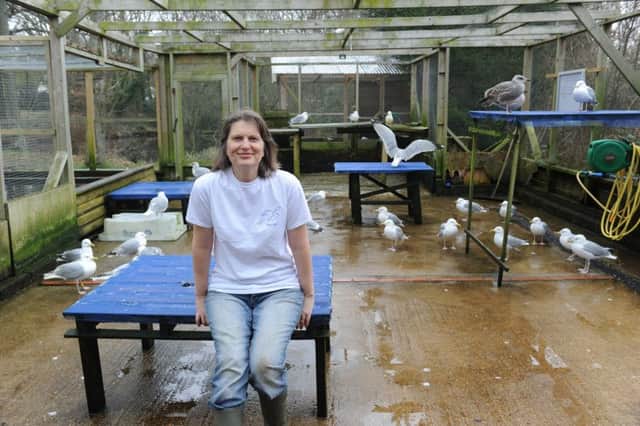 Julia Gould, founder of Bird Aid, at her sanctuary in Hailsham