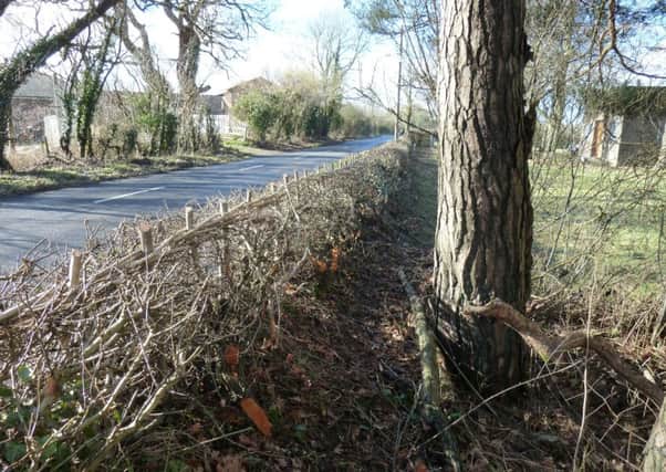 New hedging in Ditchling. Picture by South East Water