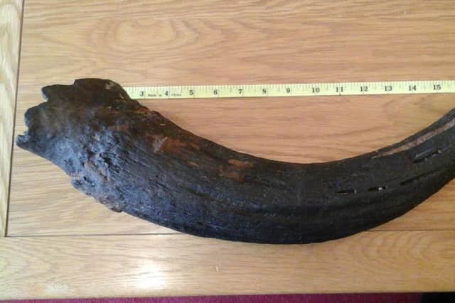 Could it be a mammoth tusk? SUS-170313-171716001