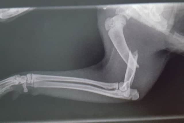 Kitten 'Eimear's' X-ray