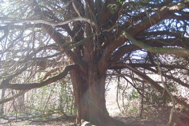 An ancient yew tree on Julie and Tony's land, estimated to be 450 years old