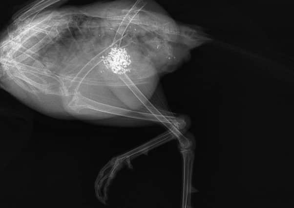 WRAS's first X-ray of road casualty pheasant SUS-170315-102204001