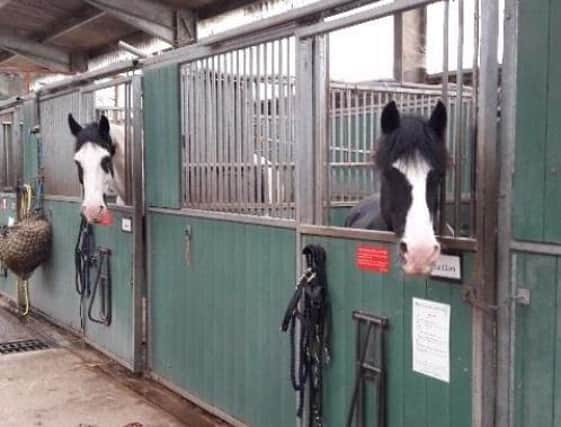 Some of the horses at Ferring Country Centre
