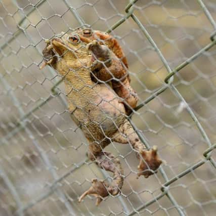 The Arundel Wetland Centre grounds team rescues toads found scaling the perimeter fence. Picture: Paul Stevens