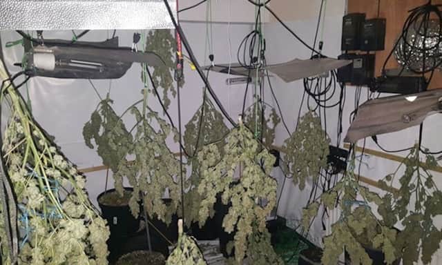 Cannabis plants were found drying at a property in Carpenters Meadow, Pulborough. Image supplied by Sussex Police.