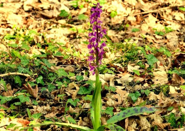 Early-purple Orchids are blooming earlier than usual. Picture: Picasa