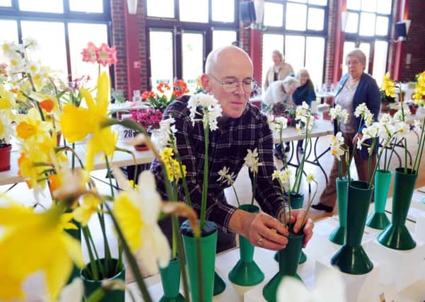 Paul Sedgwick, the societys publicity officer, arranges his daffodils. Pictures: Kate Shemilt ks170165-3
