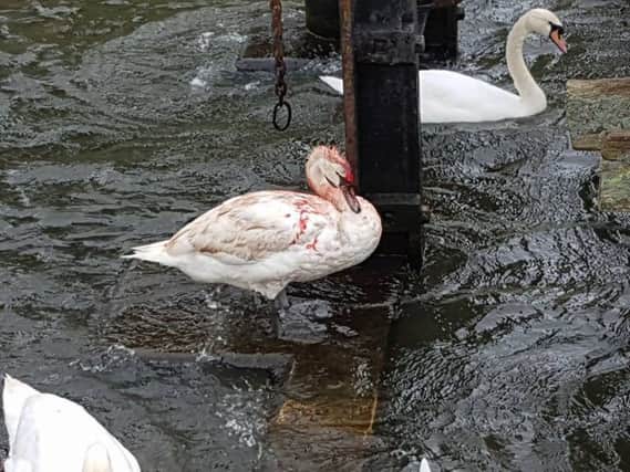 The swan found at Princes Park SUS-170322-151247001