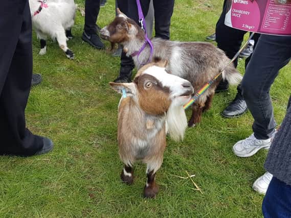The Vardean Goats SUS-170324-155615001
