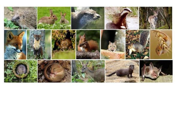 How many of Britains wild mammals have you seen?