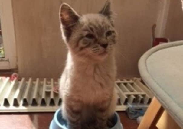 Numerous cats and kittens were found living in unsuitable conditions. Photo: RSPCA